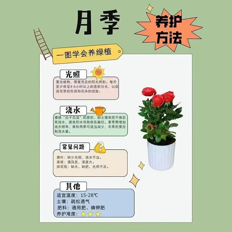 墨薰槿瑞典女王月季花中苗四季开花盆栽阳台灌木花园室外浓香切花玫瑰 天荷繁星中苗【大花浓香，月月开多分支】 高度35厘米左右【21*17】种植杯