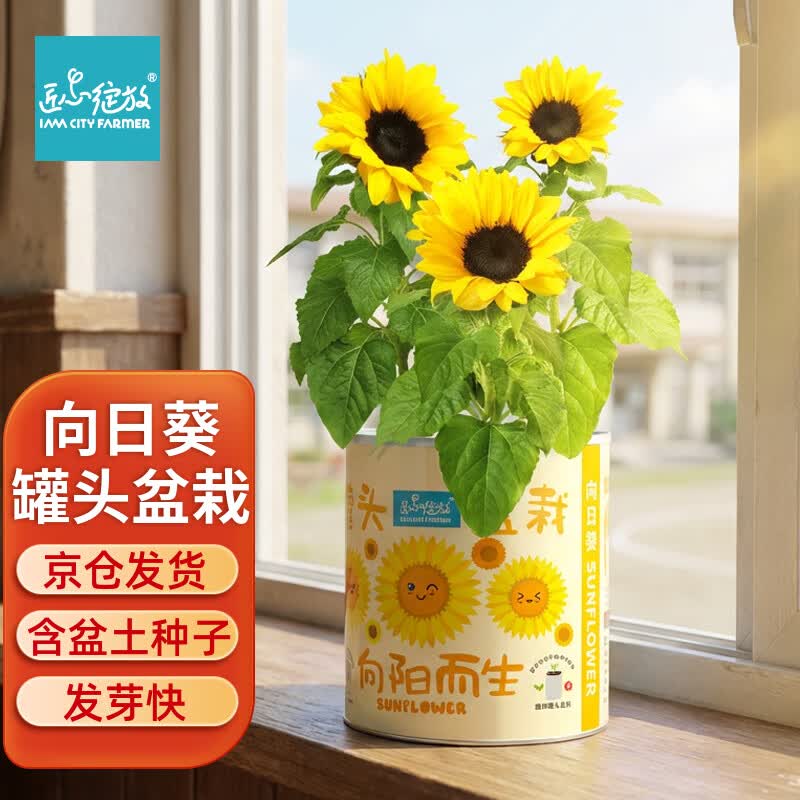 IAM City Farmer六一儿童节礼物向日葵罐头盆栽种植小盆栽diy种子幼儿园植物10066