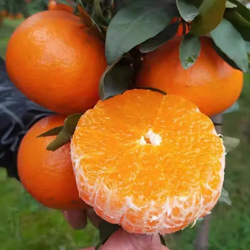 果跃霖云南沃柑高山现摘沙糖蜜桔橘子新鲜水果整箱送礼 9斤品质果 单果60-65mm 净重8斤