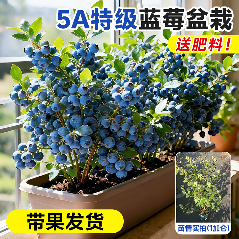 临雅蓝莓树果苗盆栽蓝梅树苗带大果草莓室内耐寒南北方车厘子四季结果 【带果】F6 1加仑高≥50cm，冠幅≥45cm