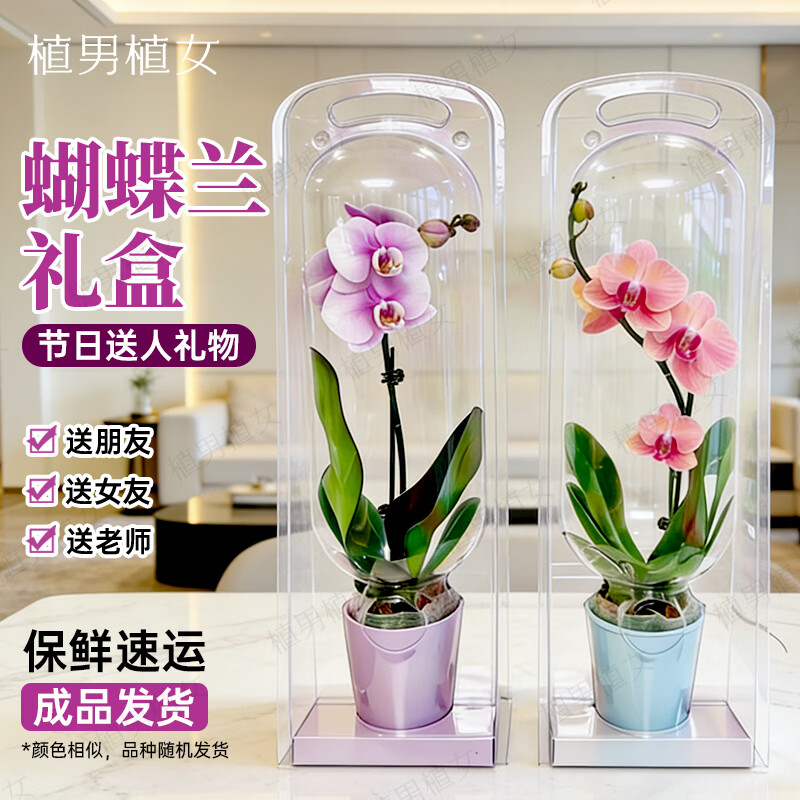植男植女送人礼盒香薰生日礼物盒鲜花送礼蝴蝶兰源头直发