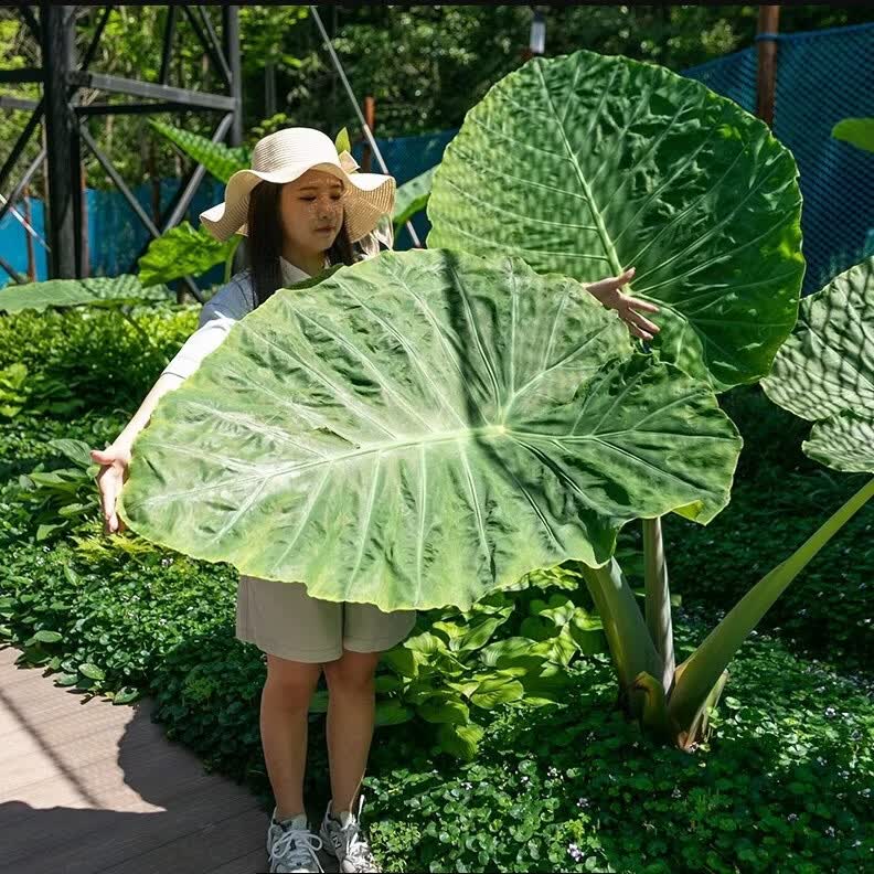 优选盆栽大叶野生象耳芋大叶耐寒耐热盆栽植物 大叶象耳芋1棵   修剪保湿发货 直径8-10cm