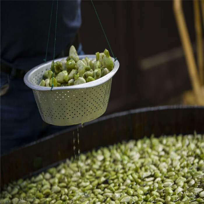 味蕾乐 现货正宗嘉兴南湖菱元宝菱新鲜菱角馄饨菱绿菱无角菱4斤 2000g