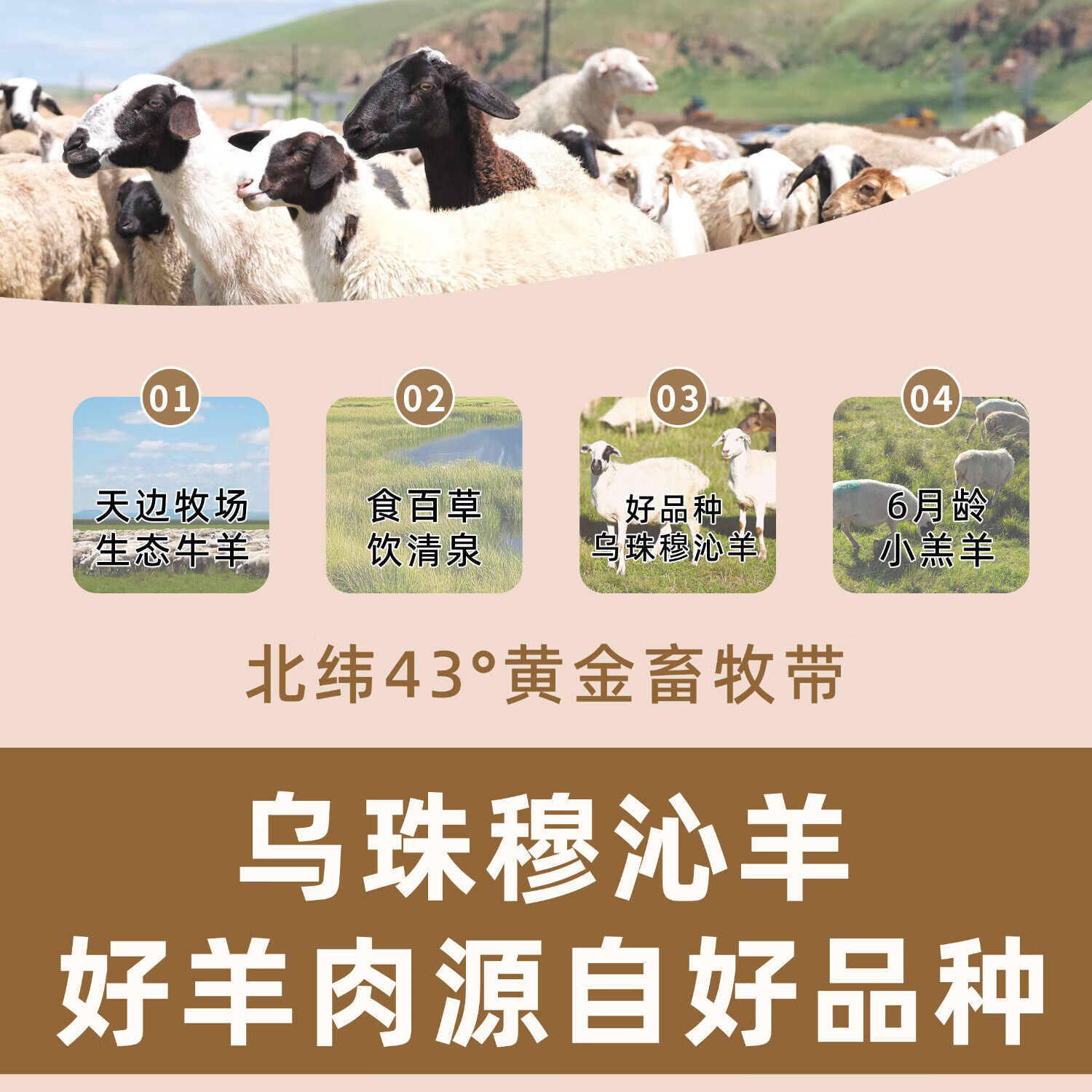 沁牧青格尔（qinmuqinggeer）【草地羊】内蒙乌珠穆沁羊 羊肉 生鲜食材 烧烤烤肉羊肉卷羊肉串 羊脊骨2斤