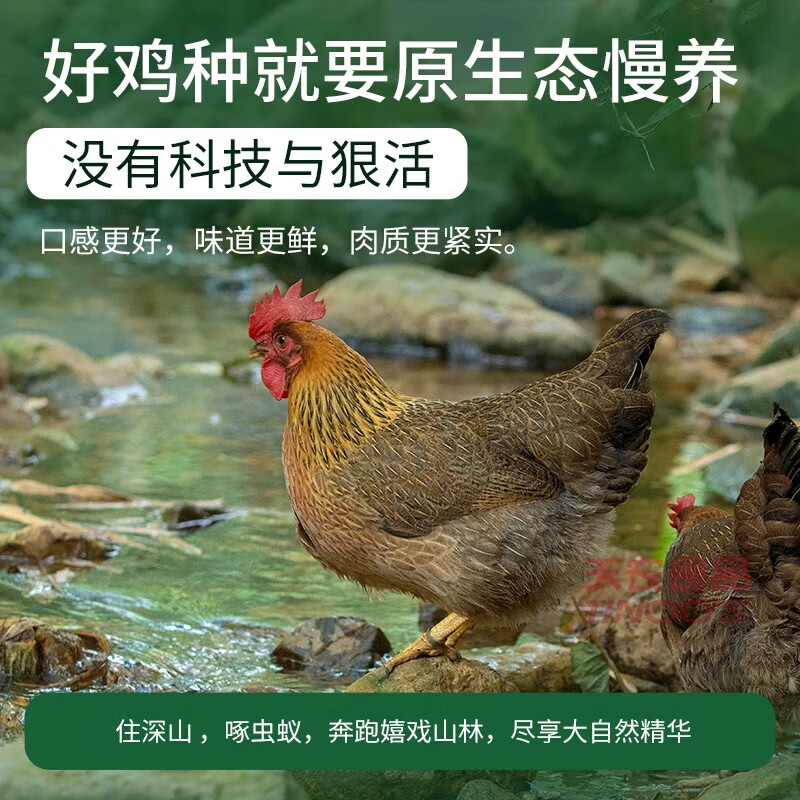 天农清远鸡皇后鸡 4斤 供港老母鸡走地鸡 山林散养365 月子炖汤食材 清远皇后鸡2斤*2只