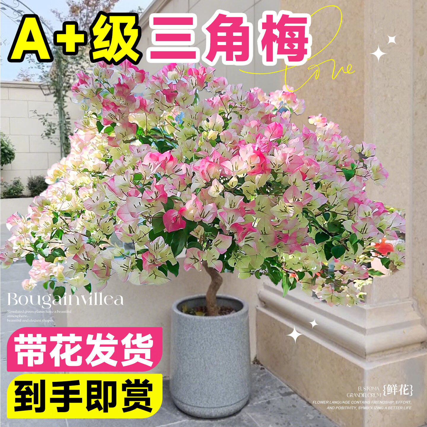 临雅三角梅盆栽带花老桩绿植花卉重瓣绿樱漳红樱树苗室内阳台爬藤植物 【旗舰款】绿樱大苗【45-50cm】