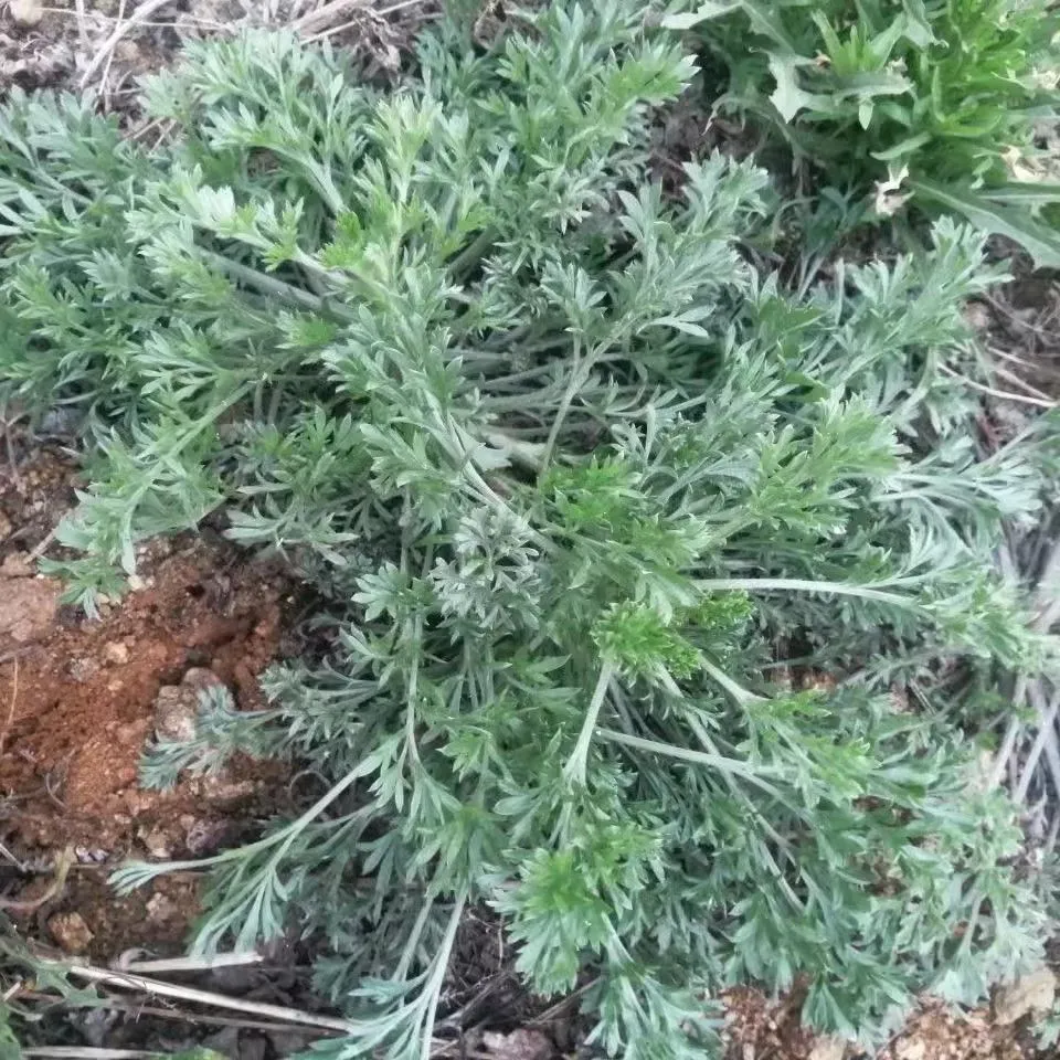 新鲜茵陈正月绵茵陈现挖新鲜正品白蒿嫩芽2026年河南农家野菜包邮 净重3斤