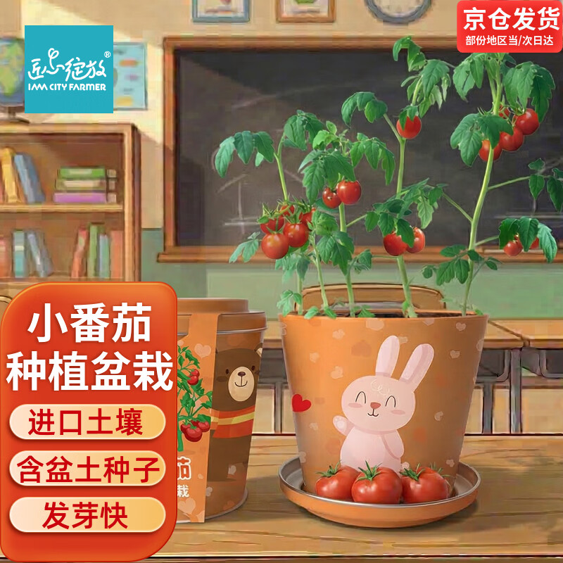IAM City Farmer小番茄迷你盆栽绿植幼儿园儿童种植小盆栽植物种子生长观察10023