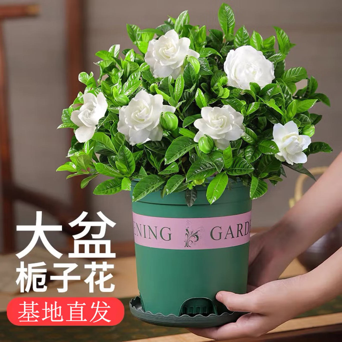 栀子花小叶盆栽绿植花卉室内客厅好养活四季芳香植物 栀子花+加仑盆 京东折扣/优惠券