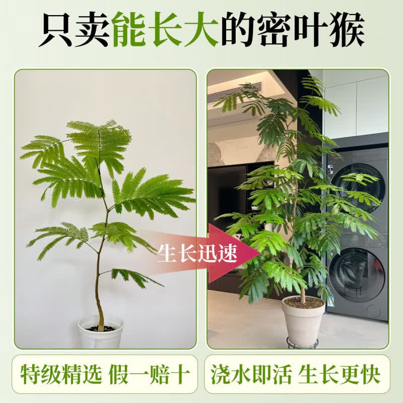 GOODFRU精选密叶猴耳环日本进口室内阳台观叶网红盆栽常青耐阴好养绿植 实惠款【密叶猴耳环40cm】简易盆 带简易生产盆