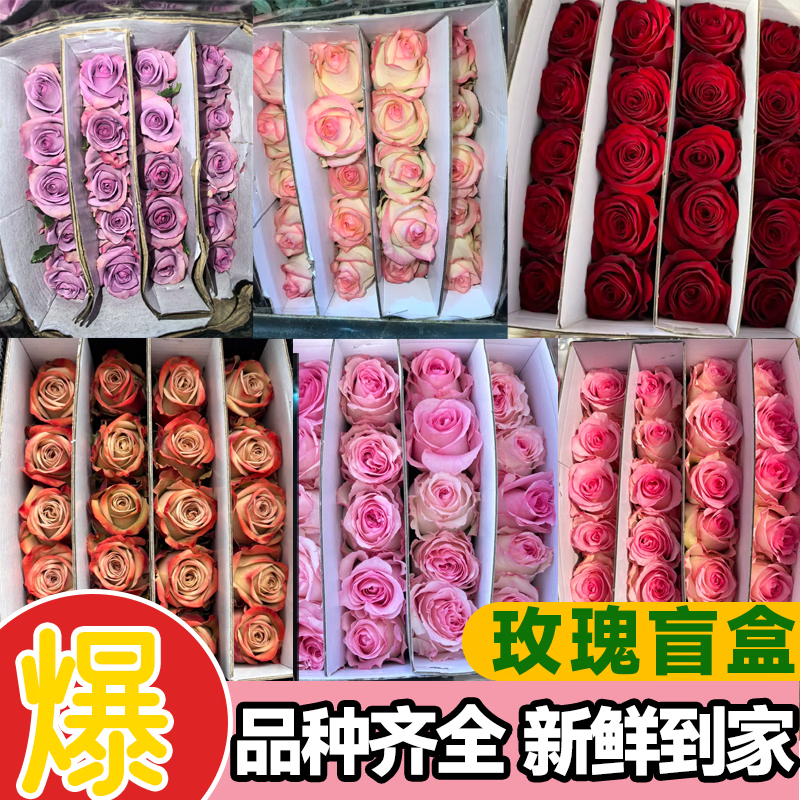 与花同行精选盲盒单头玫瑰月华粉红雪山火灵鸟香槟玫瑰云南斗南基地批发 【5枝】盲盒单头玫瑰
