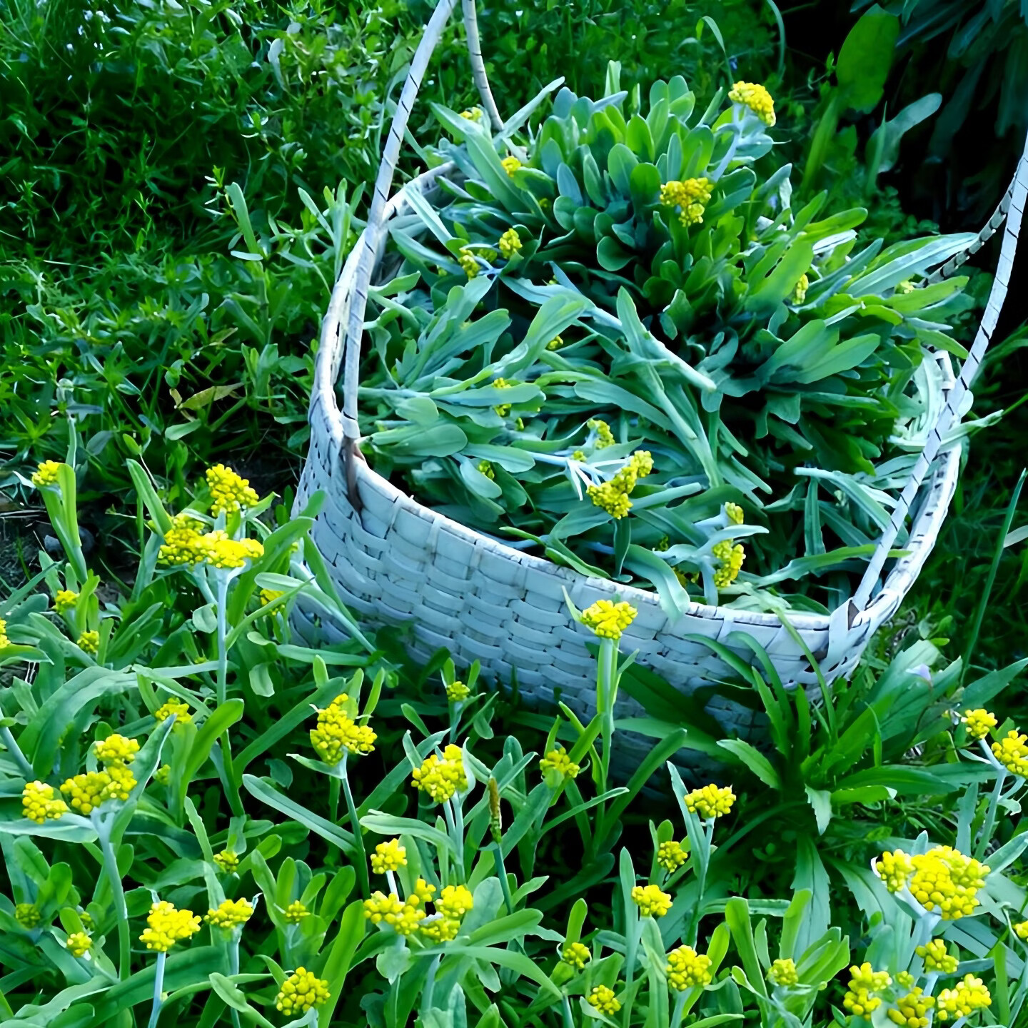 炎之梦®湖南鼠曲草清明菜鼠耳草黄花白艾田艾草糍粑青团原料新鲜现摘 白艾(鼠曲草) 500g