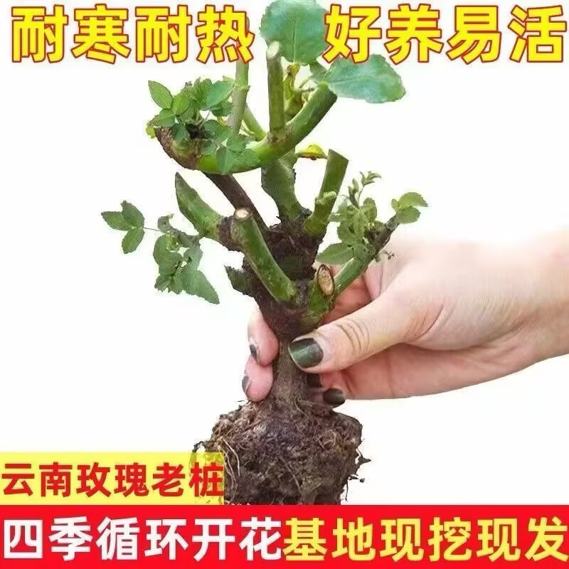 玫瑰花老桩盆栽四季开花浓香型室外花卉月季花苗阳台庭院耐寒植物 三颗