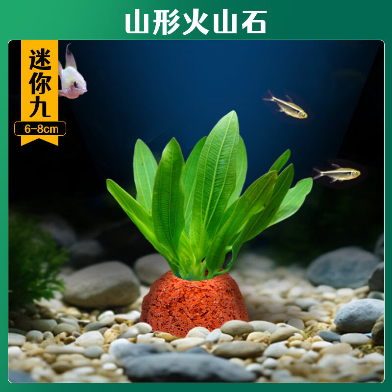 花百年火山石水草植物鱼缸造景专用水培阴性蜈蚣草绿菊真草增氧绿植摆件 【火山石】迷你九【限时冲量】