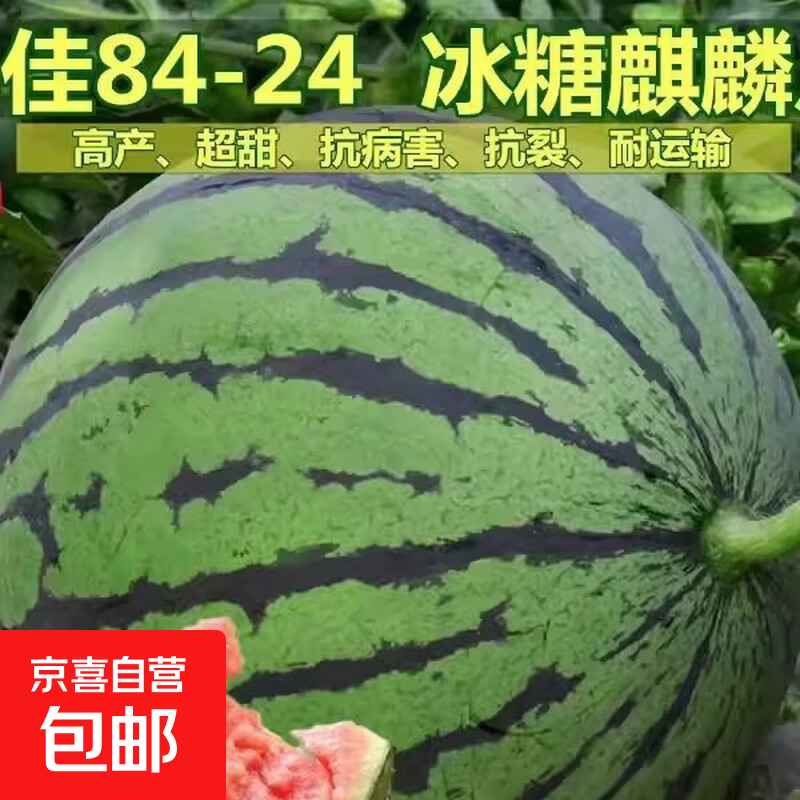 早佳8424麒麟西瓜早熟薄皮超甜冰糖麒麟瓜新鲜水果少籽易活西瓜 8424麒麟西瓜种子1包
