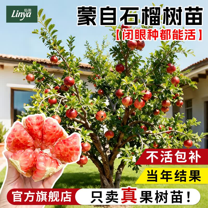 临雅石榴树树苗突尼斯软无籽特大甜果苗盆栽老桩嫁接四季庭院南方种植 【旗舰款】蒙自石榴裸根大苗（40-60cm）1棵