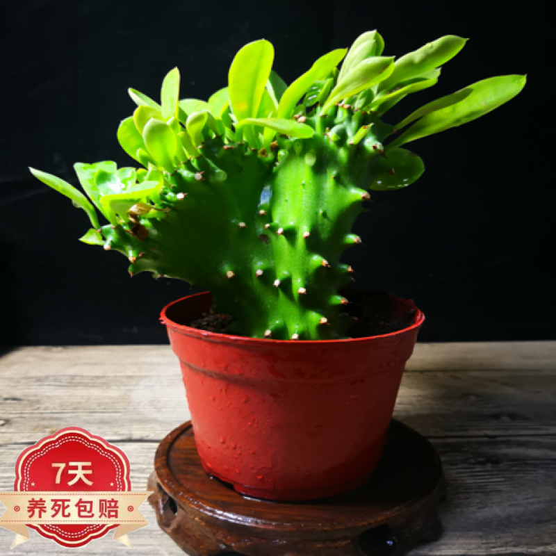 素蜜麒麟掌植物 多肉植物盆栽花卉仙人掌麒麟掌z5 麒麟掌10厘米 不含