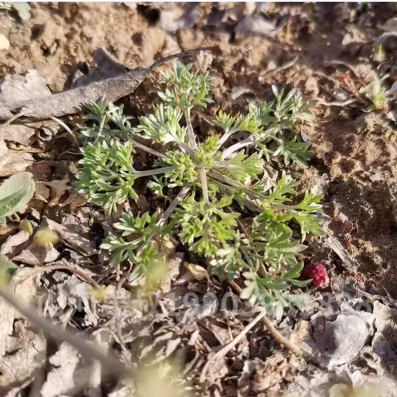 新鲜茵陈正月绵茵陈现挖新鲜正品白蒿嫩芽2026年河南农家野菜包邮 净重3斤