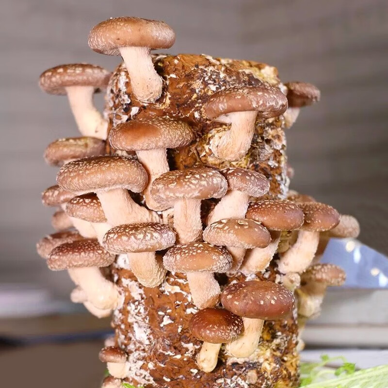 神禾 平菇种植菌菇包蘑菇种子家庭diy 香菇菌包1个约1kg