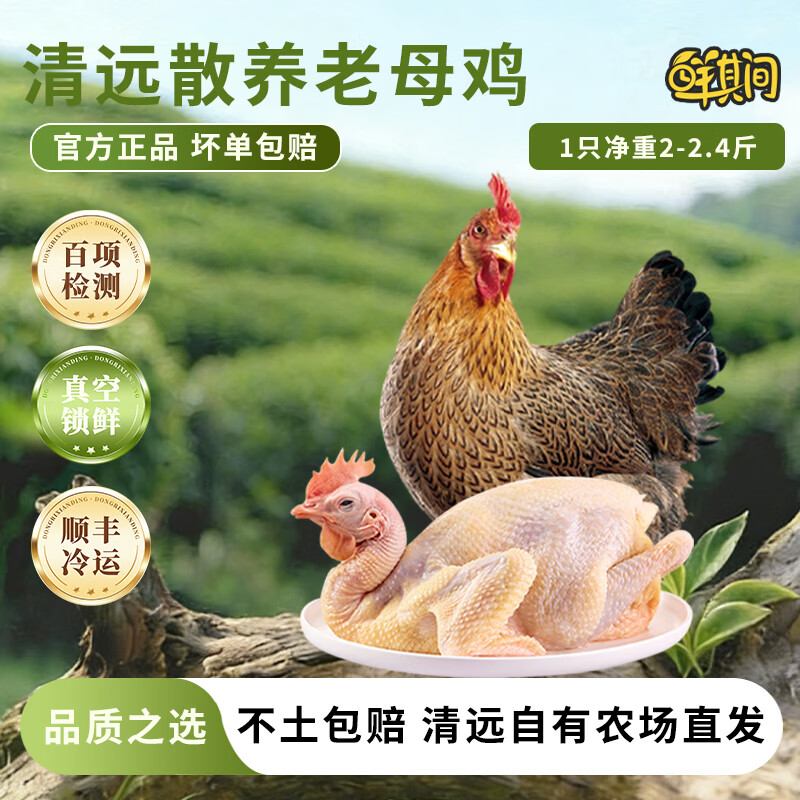 鲜其间【正宗清远鸡】老母鸡土鸡农家散养走地鸡项整只新鲜现杀黄油 老母鸡【二只2-2.4斤净重】深山散养/杂粮喂养自然香 京东冷链配送/深山散养365天/坏单包赔售后稳