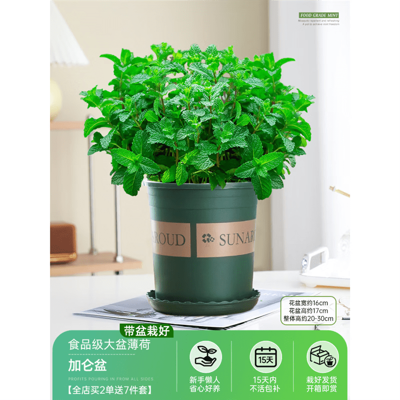 欧芽  薄荷薄荷香植物绿植好养草驱蚊室内猫迷迭香大盆特大号可食用盆 特A级食品级大盆薄荷(1加仑)送底托盘+肥料 带盆栽好