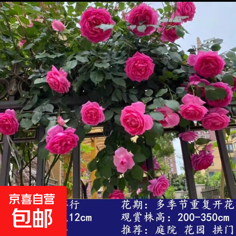 1��6����Ǿޱ�����ٱ��¼�������ֲ���ļ���������õ����̨��ֲ �����С��ļ����� �� Ũ�㡿������ ��Ʒ����1.6�� 70.14Ԫ��3��(��23.38Ԫ/��)