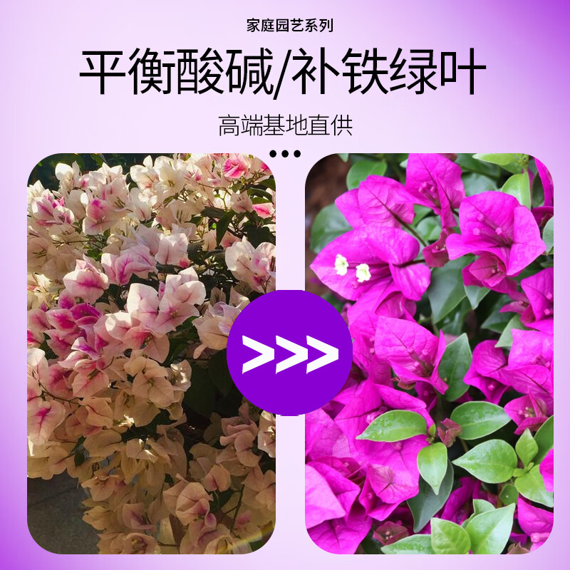 青丛园丁调酸补铁剂平衡酸碱除氯补铁绿叶防止黄叶活化土壤通用型 调酸补铁剂500ml*1瓶【常规装】