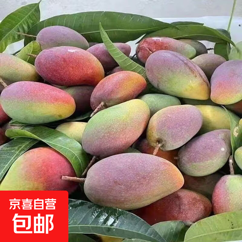 海南薄皮贵妃芒净重1.7斤仅需3.99元