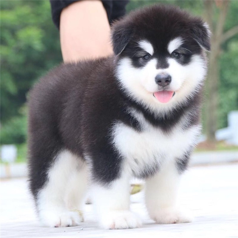 宁宠 阿拉斯加幼犬阿拉斯加犬幼犬活体阿拉斯家私家宠物狗狗雪橇犬
