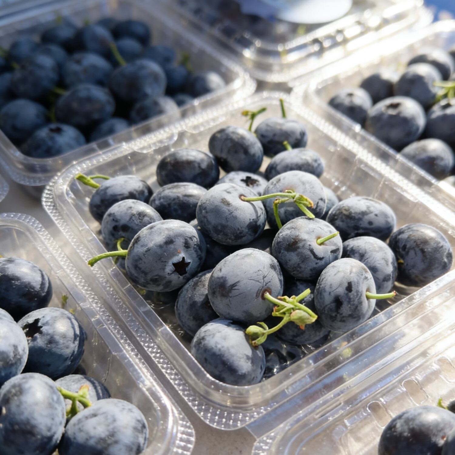 Misty雾蓝｜云南高山迷迭蓝蓝莓随机包装18mm蓝莓新鲜 12盒