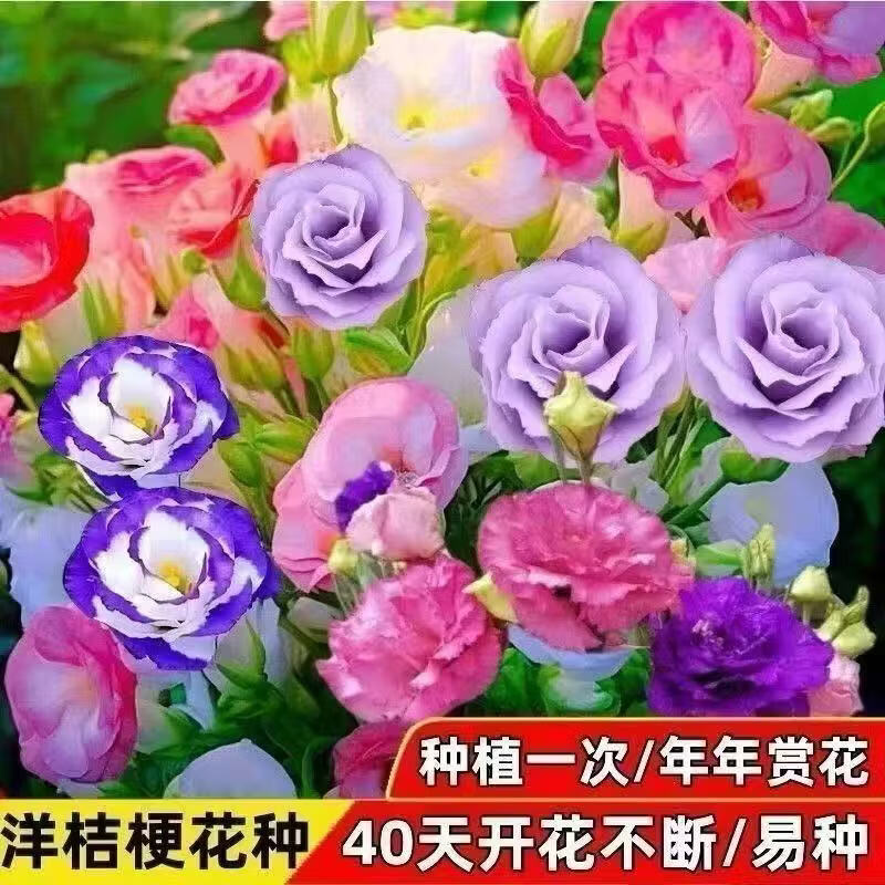 【正品】洋桔梗花无刺玫瑰花室内外花种混色花卉四季开花XL 【庭院花海】洋桔梗2000粒