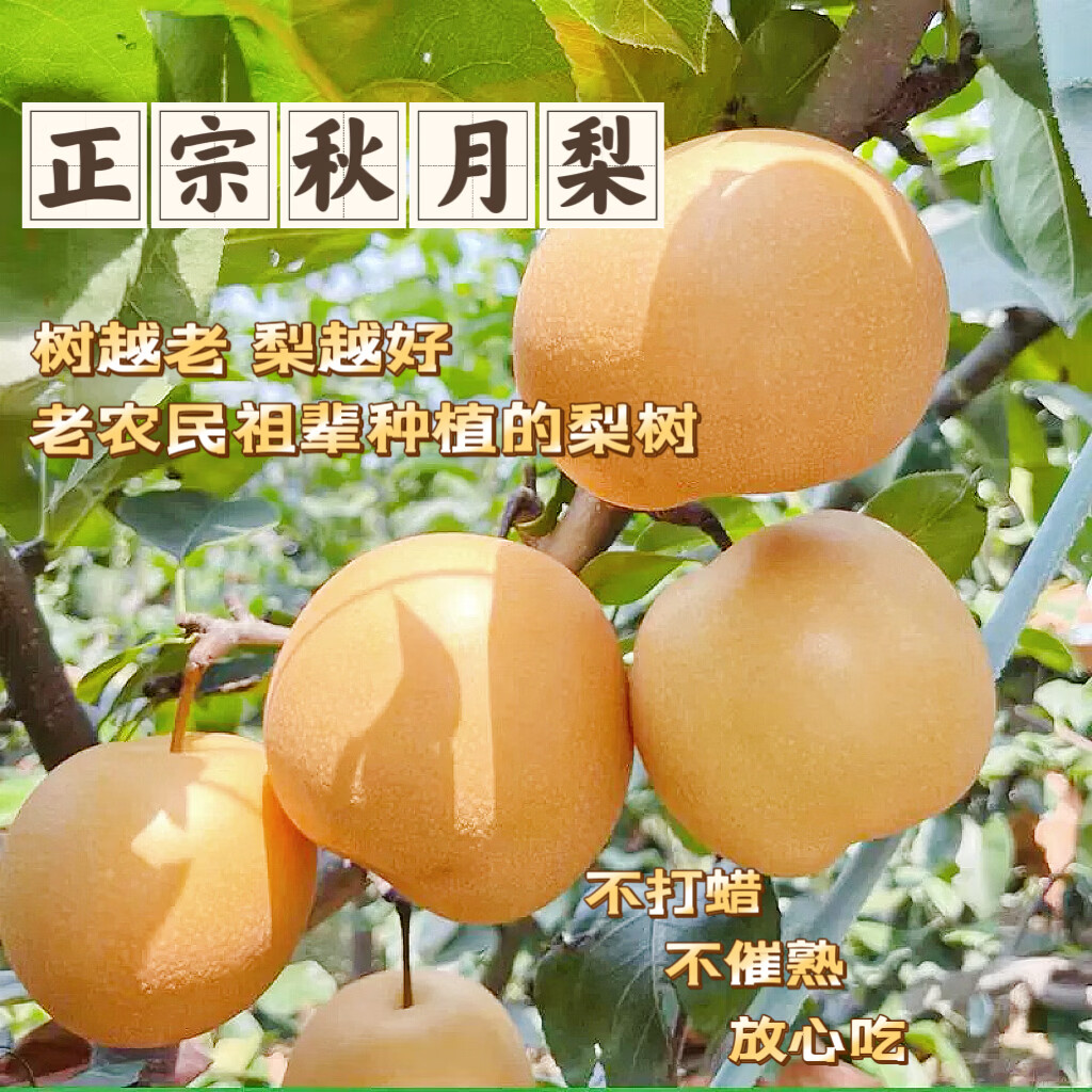 樱鲜正宗山东秋月梨 新鲜现摘 脆甜爆汁细腻无渣当季水果精品礼盒包邮 整箱5斤_净重4.5斤 单果300g+果王 果园包邮 新鲜到家