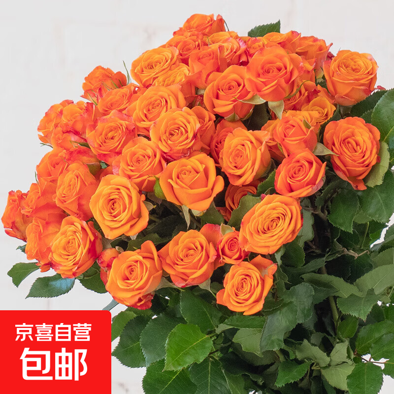 【新人专享】橙芭比多头泡泡云南鲜花38女神妇女节礼物 【直播】橙芭比多头泡泡10枝