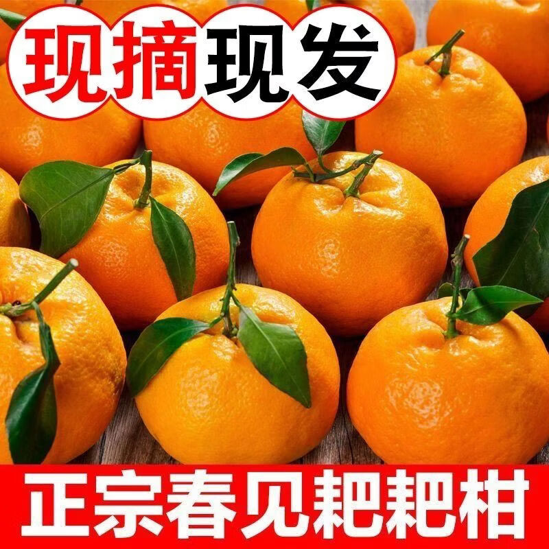 正宗眉山春见耙耙柑四川粑粑柑橘子新鲜水果孕妇当季整箱包邮 5斤 70-75中果装