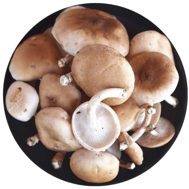 京鲜生云南【仿野生小香菇】净重2斤煲汤小炒火锅食材源头直发