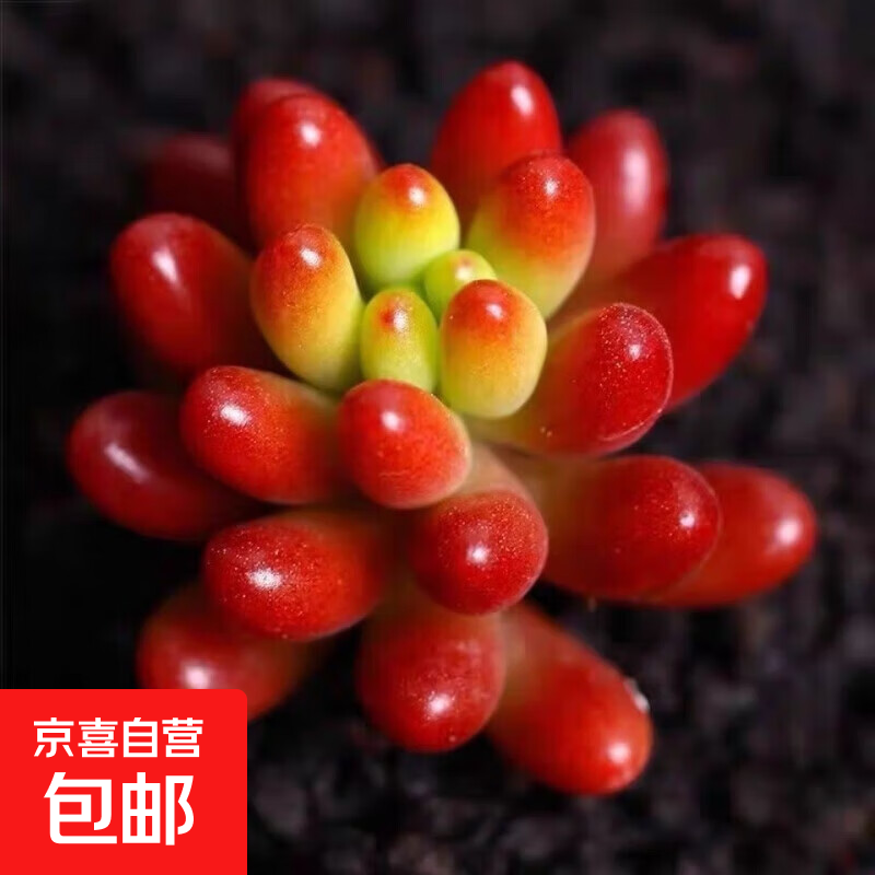 新手多肉植物小盆栽阳台套装组合网红套餐绿植花卉植物好养 酒红色虹之玉2-4CM加肥料 不含盆