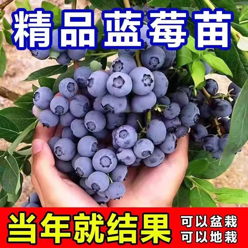 蓝莓树果苗阳台四季盆栽果树苗特大蓝莓苗南北方室外种植当年结果 蓝莓3年小苗 栽植2年结果