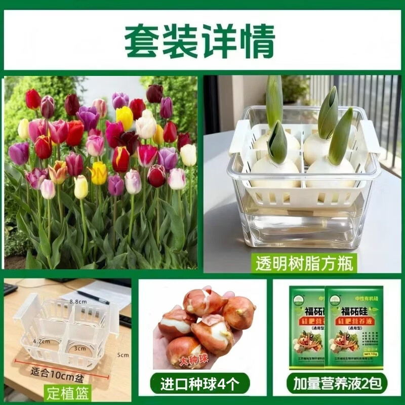 中梦进口郁金香种球盆栽水培植物室内百合种子籽开花水仙花卉 郁金香混色4个大球+方形塑料盆+定植篮+2液