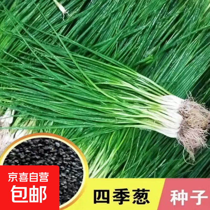 四季小香葱种子小葱种子种籽可阳台盆栽蔬菜种子籽易种蔬菜种子籽 四季小香葱种子1包