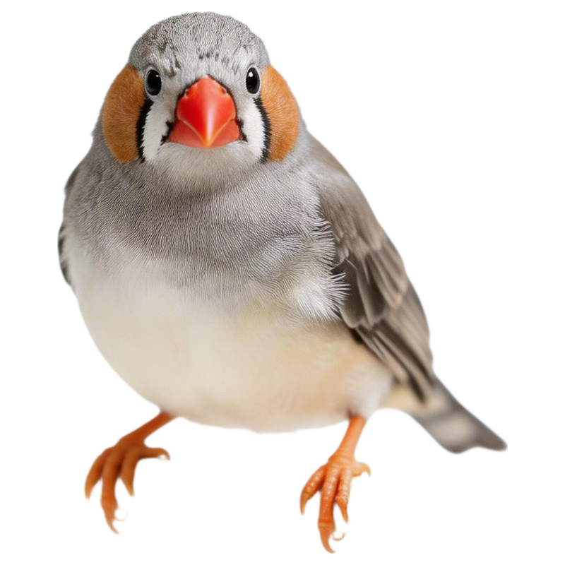 ��ɫ������ �ɷ�ֳ��������� �������� ��ֻ��