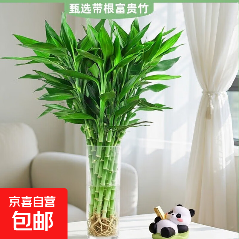 ������ˮ��ֲ������вƻ�����ֲ���������ļ�������Ҷ����ˮ���� ������60-70cm����ѡ����4�á���Ӫ��Һ