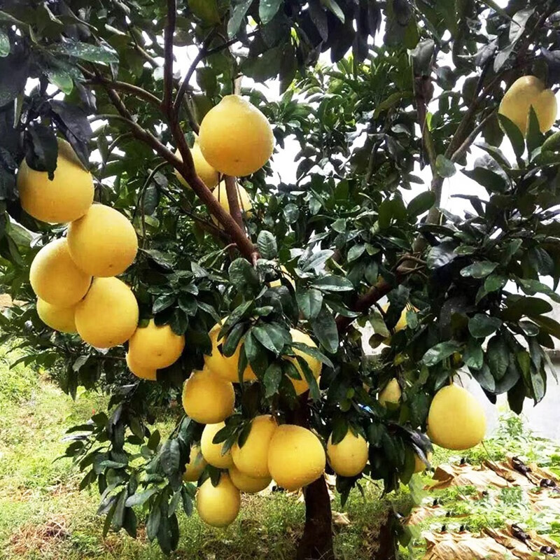 三红蜜柚苗带土南北方庭院特大果苗盆栽嫁接红心柚子树苗 2年苗