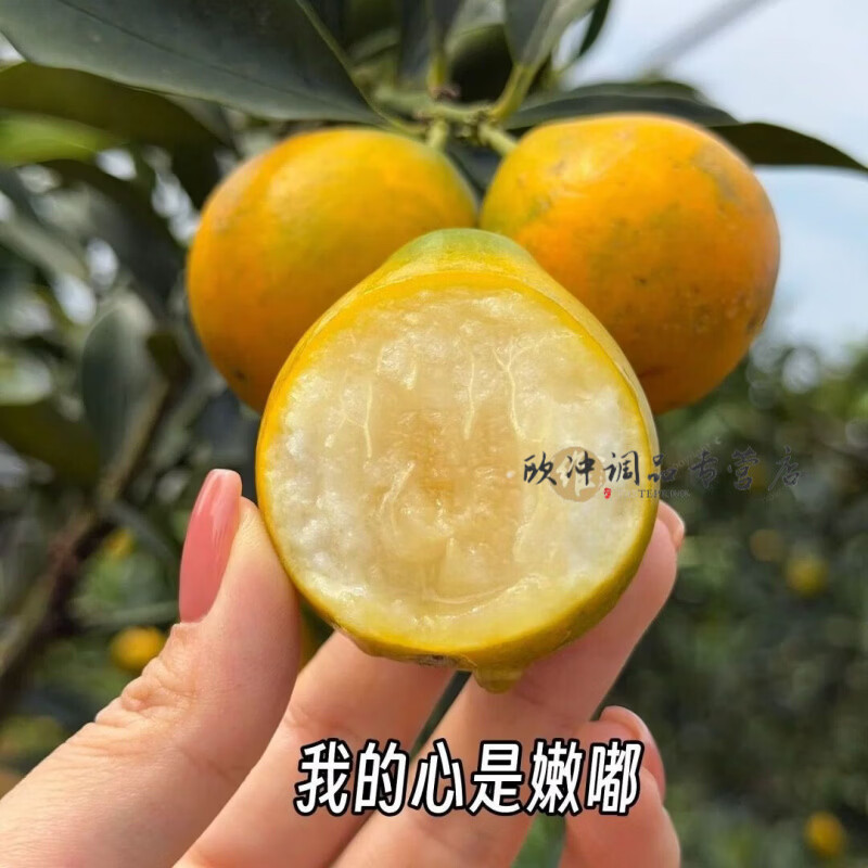 【果王脆蜜金柑】第三代融安脆蜜金桔鲜果应季水果爆甜整箱特 1斤 2A(优选中大果)每斤 约25-32个 一口一个