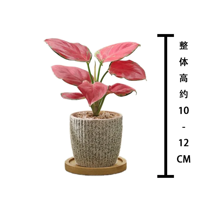 八芽如意盆栽吉利红室内好养花卉小绿植办公桌面植物盆景源头直发包邮 迷你吉利红-星徽盆-竹底托【推荐款】 带陶瓷盆栽好