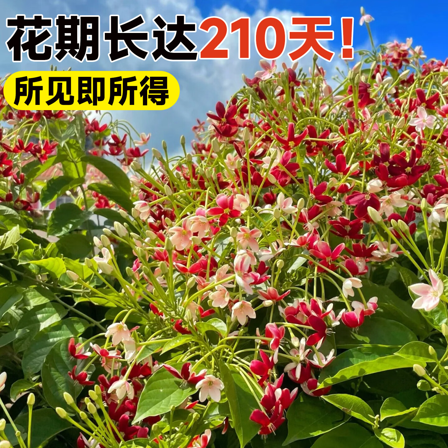 ���ڲ���������ʹ��������ֲ������������ذ��ͥԺ��̨�ļ��������û�����ֲ ʹ���ӡ����꡿30-35cm