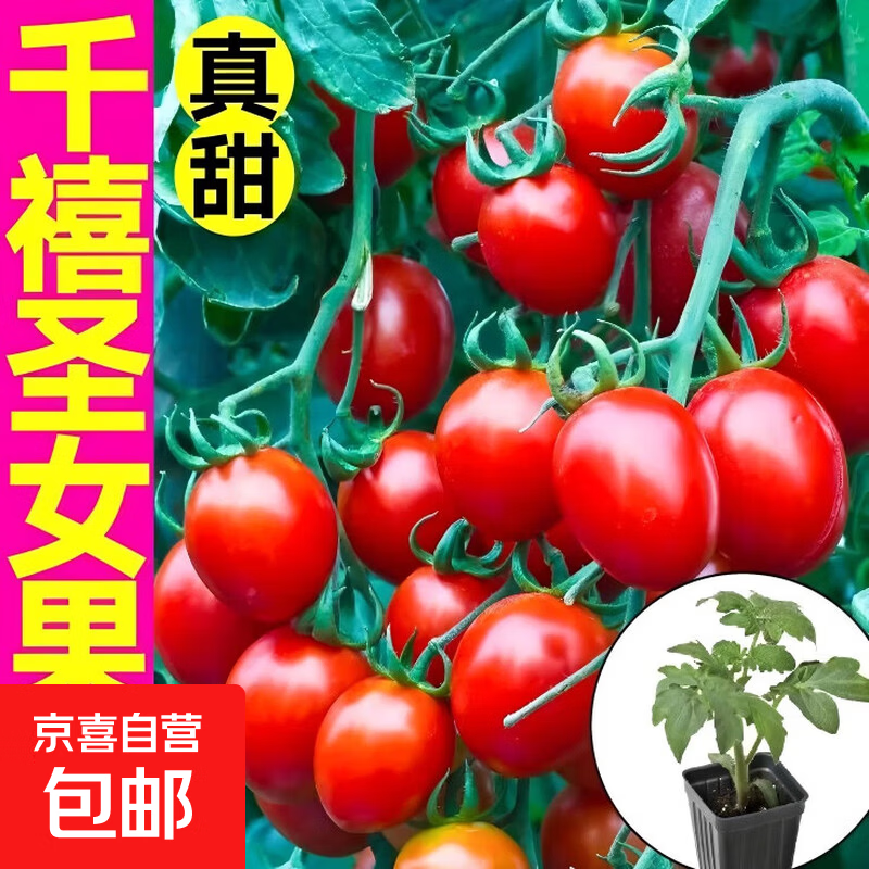 蔬菜苗秧苗大全带土辣椒苗西红柿苗番茄苗四季种植庭院阳台 高产红圣女果千禧苗3颗