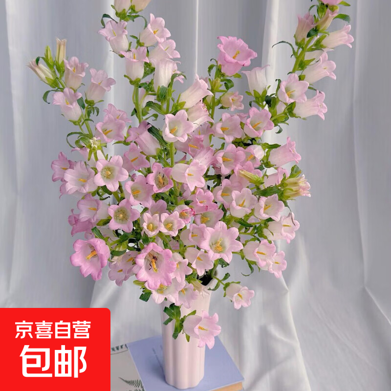 云南鲜花风铃花1扎4-7枝随机色送老师女友家人朋友节日礼物3 风铃花1扎
