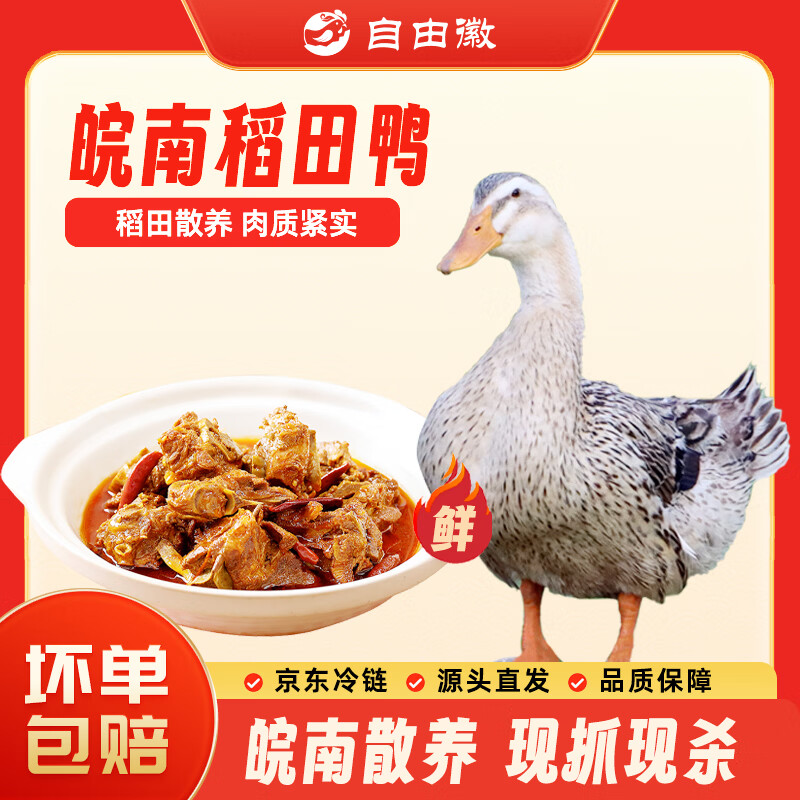 自由徽散养皖南稻田鸭2斤/只整鸭新鲜土鸭煲汤红烧食材 源头直发