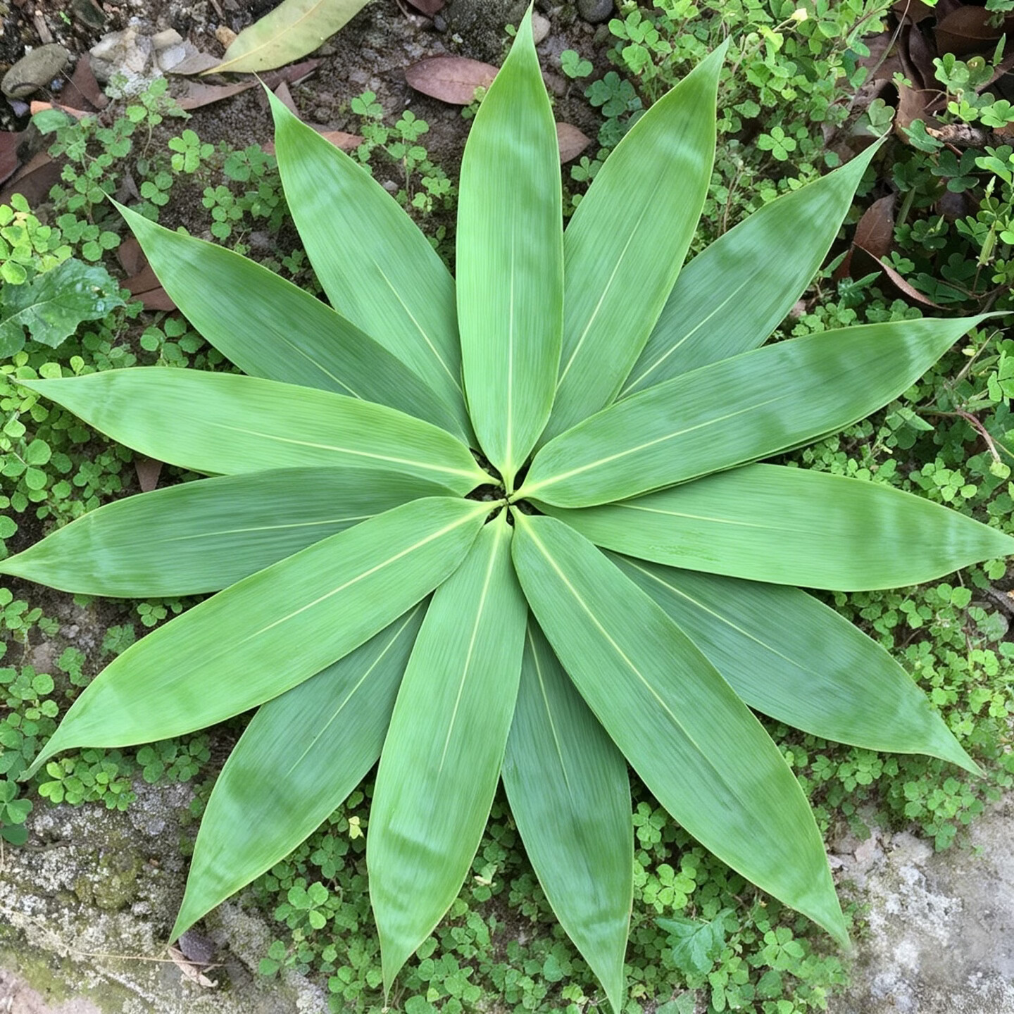 炎之梦®湖南高山粽叶新鲜现摘箬叶端午包粽子专用棕叶商用大粽叶 【大号】200片+【中号】200片（送绳+教程）