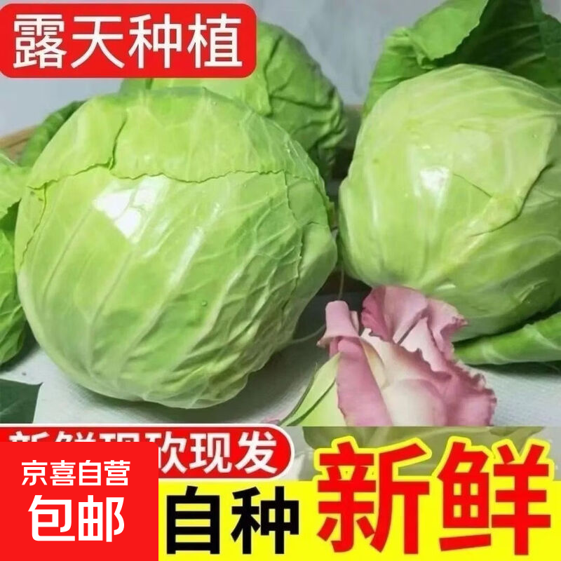 京喜加新鲜包菜卷心菜莲花白青绿甘蓝绿叶蔬菜当季农家现摘沙拉菜一整箱 1.5-2斤带箱